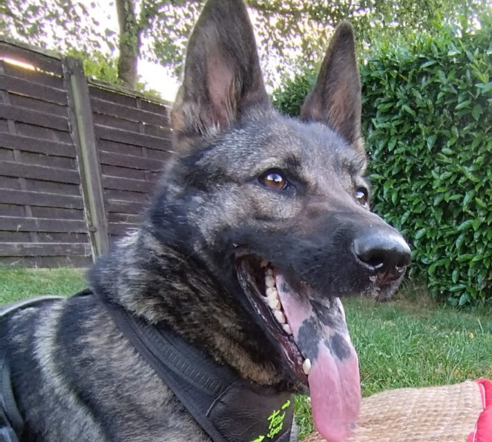 schutzhund 4